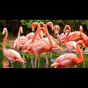 Meet your Posher, Fritzie